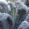 Kale Tuscan Black